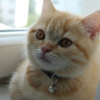 British Shorthair, Kedi  Tarçın fotoğrafı