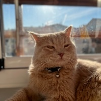 British Longhair, Kedi  garfi fotoğrafı