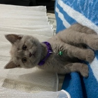 British Shorthair, Kedi  Bella fotoğrafı