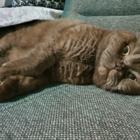 Scottish Fold, Kedi  BAMBAM fotoğrafı