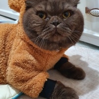 Scottish Fold, Kedi  BAMBAM fotoğrafı