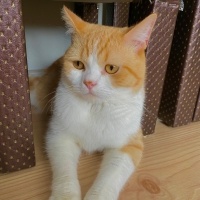 Brazilian Shorthair, Kedi  Badem fotoğrafı