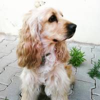 Amerikan Cocker Spaniel, Köpek  kıtmir ( @pnrfrht1978) fotoğrafı