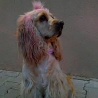 Amerikan Cocker Spaniel, Köpek  kıtmir ( @pnrfrht1978) fotoğrafı