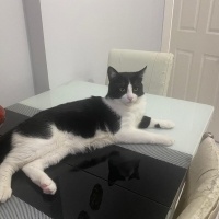Tekir Kedi, Kedi  Miyu fotoğrafı