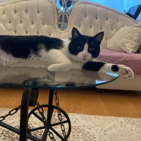 Tekir Kedi, Kedi  Miyu fotoğrafı