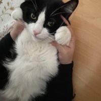 Tekir Kedi, Kedi  Miyu fotoğrafı