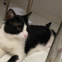 Tekir Kedi, Kedi  Miyu fotoğrafı