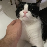 Tekir Kedi, Kedi  Miyu fotoğrafı