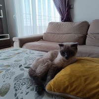 Siyam Kedisi, Kedi  Boncuk Lokum fotoğrafı