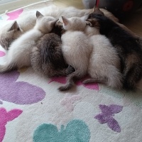 Siyam Kedisi, Kedi  Boncuk Lokum fotoğrafı