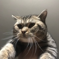 Tekir Kedi, Kedi  odin ve pablo fotoğrafı