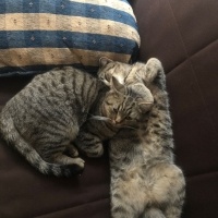 Tekir Kedi, Kedi  odin ve pablo fotoğrafı
