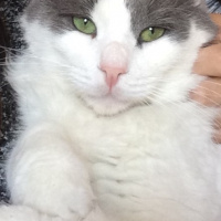 Ragamuffin, Kedi  potuk fotoğrafı