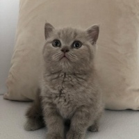 British Shorthair, Kedi  Kedi fotoğrafı