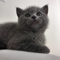 British Shorthair, Kedi  Kedi fotoğrafı