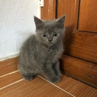 British Shorthair, Kedi  Kedi fotoğrafı