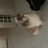 Shih Tzu, Köpek  Badi fotoğrafı