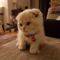 Scottish Fold, Kedi  Behlül fotoğrafı