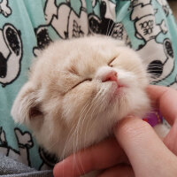 Scottish Fold, Kedi  Behlül fotoğrafı