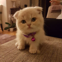 Scottish Fold, Kedi  Behlül fotoğrafı