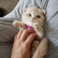 Scottish Fold, Kedi  Behlül fotoğrafı