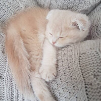 Scottish Fold, Kedi  Behlül fotoğrafı