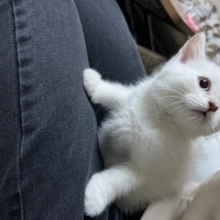 Scottish Fold, Kedi  Scottish Fold Blue Point fotoğrafı