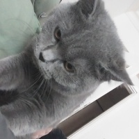 British Shorthair, Kedi  Duman fotoğrafı