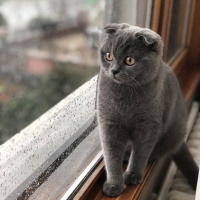 Scottish Fold, Kedi  Pati fotoğrafı