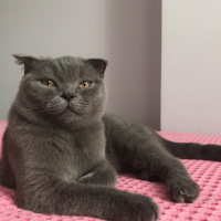Scottish Fold, Kedi  Pati fotoğrafı