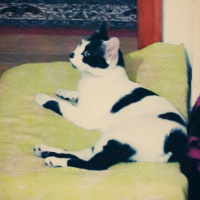 Tekir Kedi, Kedi  Boncuk fotoğrafı
