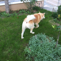 Akita İnu, Köpek  Paşa fotoğrafı