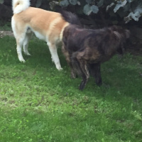Akita İnu, Köpek  Paşa fotoğrafı