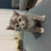 Tekir Kedi, Kedi  Mia fotoğrafı