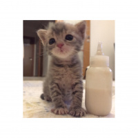 Tekir Kedi, Kedi  Mia fotoğrafı