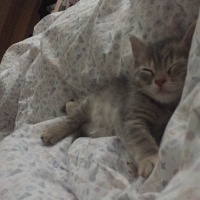 Tekir Kedi, Kedi  Mia fotoğrafı