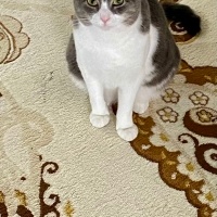 Tekir Kedi, Kedi  Boncuk fotoğrafı