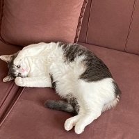 Tekir Kedi, Kedi  Boncuk fotoğrafı