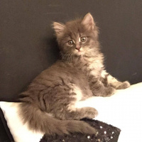 Norwegian Forest, Kedi  Gumus fotoğrafı
