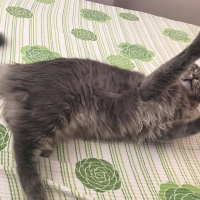 Norwegian Forest, Kedi  Gumus fotoğrafı