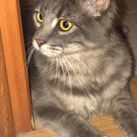 Norwegian Forest, Kedi  Gumus fotoğrafı