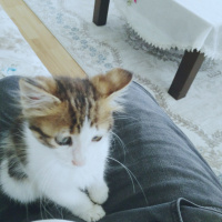Tekir Kedi, Kedi  Ponçik fotoğrafı