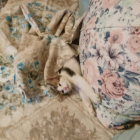 Tekir Kedi, Kedi  Ponçik fotoğrafı
