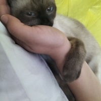 Siyam Kedisi, Kedi  Han fotoğrafı