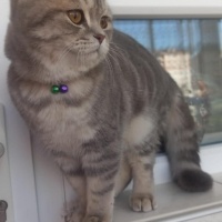Scottish Fold, Kedi  Sütlaç fotoğrafı