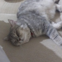 Scottish Fold, Kedi  Sütlaç fotoğrafı