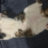 Tekir Kedi, Kedi  Eros fotoğrafı