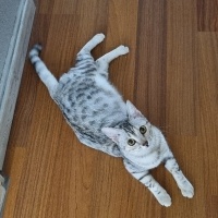 Egyptian Maular, Kedi  Mercan fotoğrafı