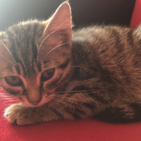Tekir Kedi, Kedi  Kraker fotoğrafı